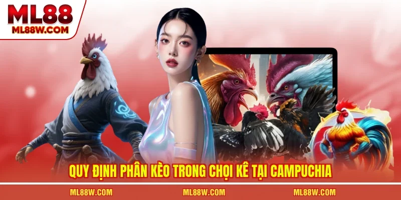 Quy định phân kèo trong chọi kê tại Campuchia